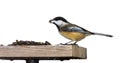 Chickadee Eats a Sunflower Seeds